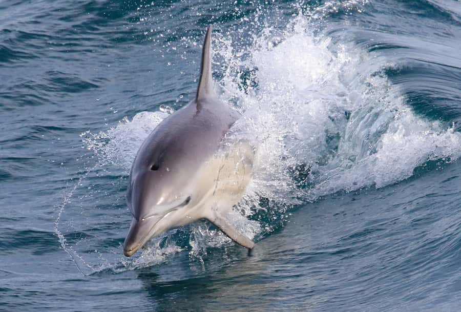 Philip Island: Dolphin and Whale Cruise - Key highlights worth knowing before you go