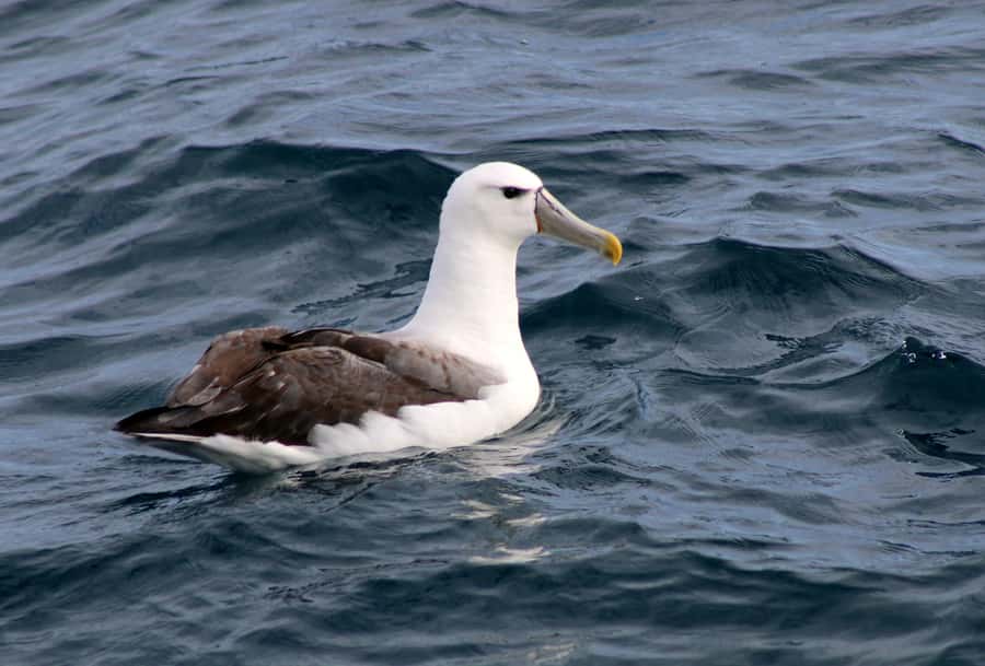 Philip Island: Dolphin and Whale Cruise - Three hours of sea time: the vibe and what makes it special