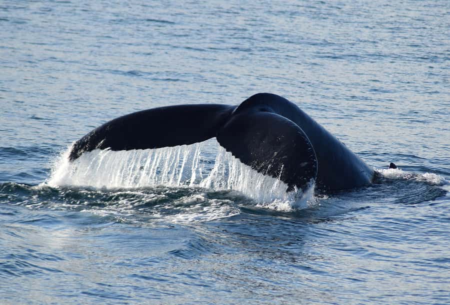 Philip Island: Dolphin and Whale Cruise - Whales: humpback and southern right on their annual run