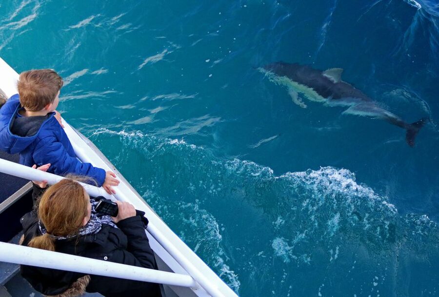 Philip Island: Dolphin and Whale Cruise - Dolphins and seals: when the ocean turns playful