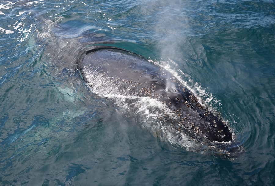 Philip Island: Dolphin and Whale Cruise - Onboard comfort: tea, cake, and the real talk about engine noise