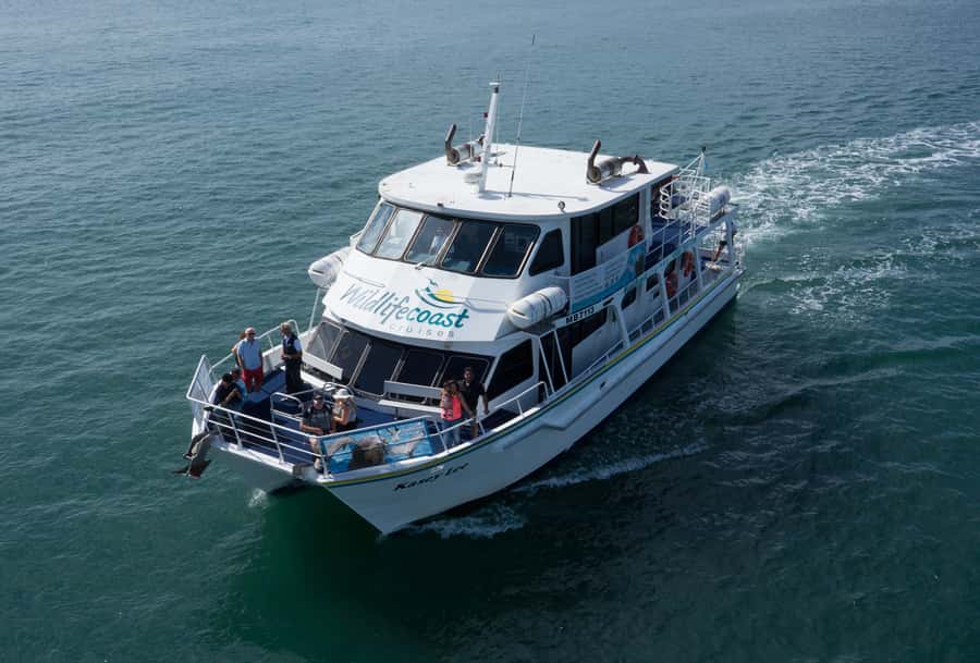 Philip Island: Dolphin and Whale Cruise - How the crew’s commentary helps you actually understand what you’re seeing
