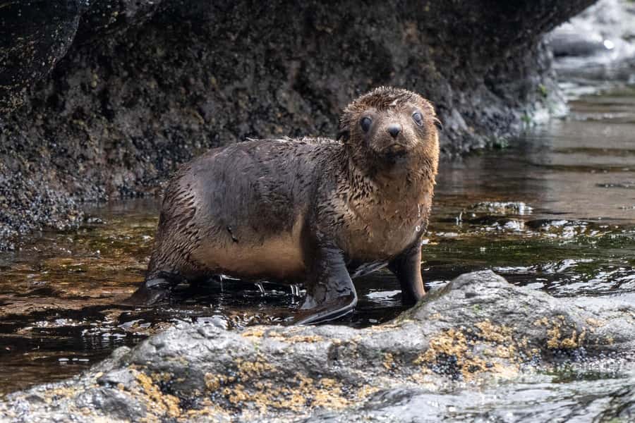 Philip Island: Seal Watching Cruise - Key Things You’ll Notice on This Seal Watching Cruise