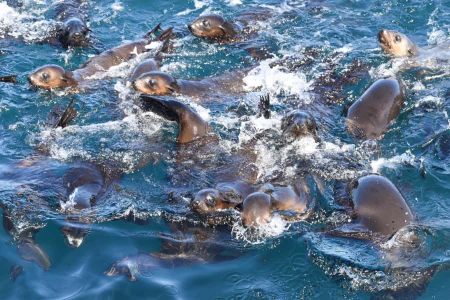 Philip Island: Seal Watching Cruise - Seal Rocks Drift: What Up-Close Fur Seals Really Feels Like