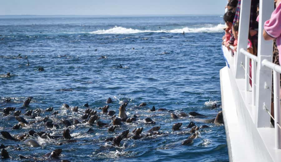Philip Island: Seal Watching Cruise - Wildlife Commentary That Actually Helps You See More