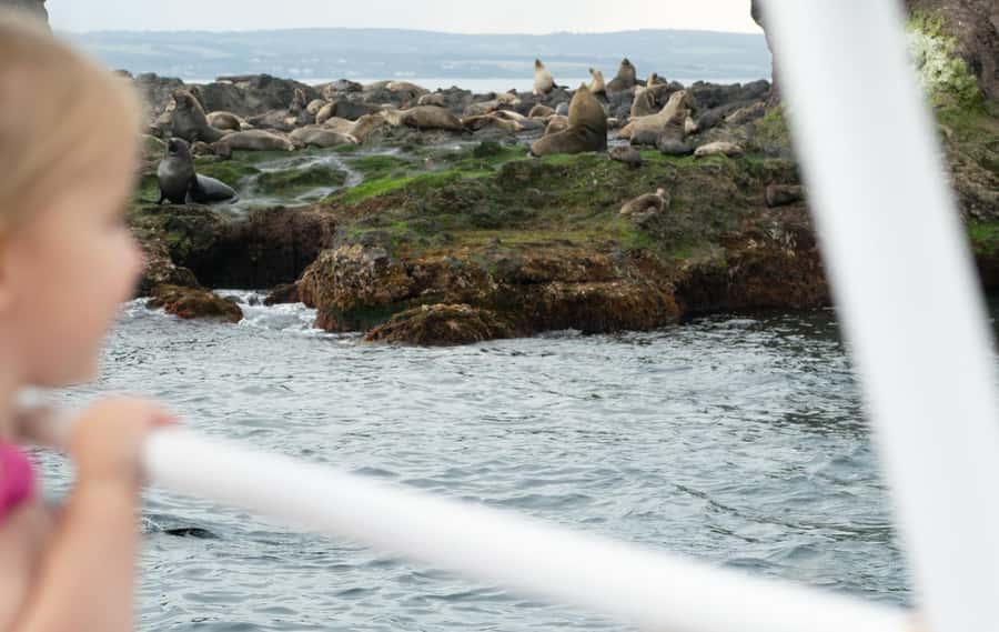Philip Island: Seal Watching Cruise - Who Should Book This Cruise (and Who Might Want to Rethink It)