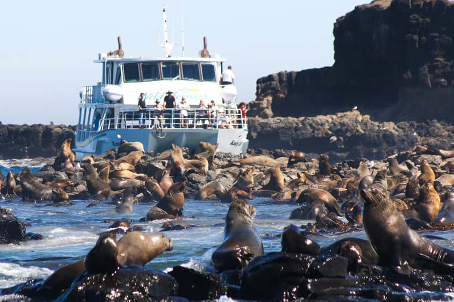 Philip Island: Seal Watching Cruise - From Cowes to Seal Rocks: How the 2 Hours Typically Unfold