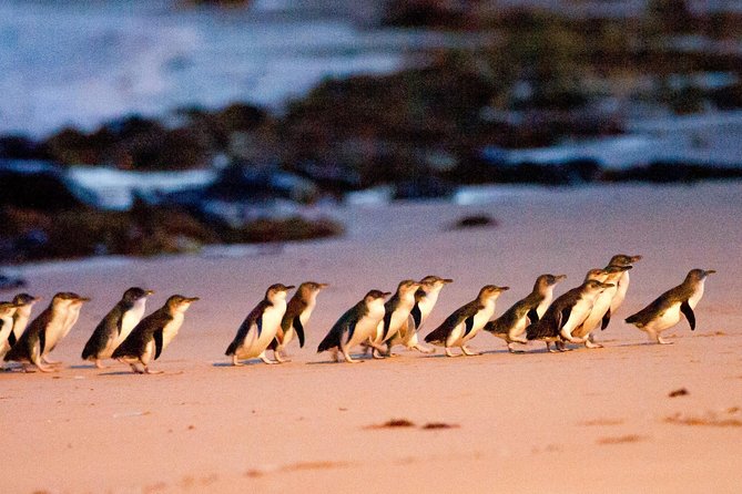 Phillip Island Day Trip from Melbourne with Penguin Plus Viewing Platform - Key highlights worth planning for