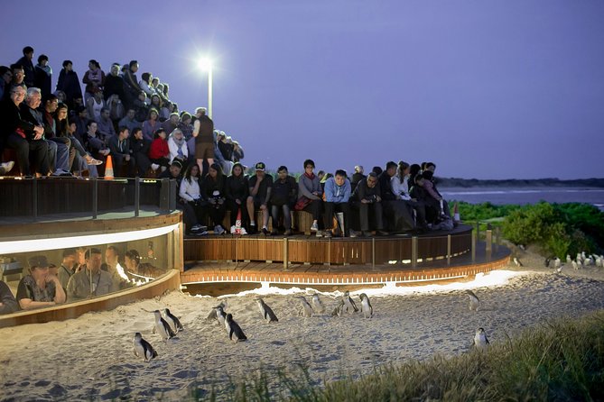 Phillip Island Day Trip from Melbourne with Penguin Plus Viewing Platform - Why Penguin Plus is the whole point
