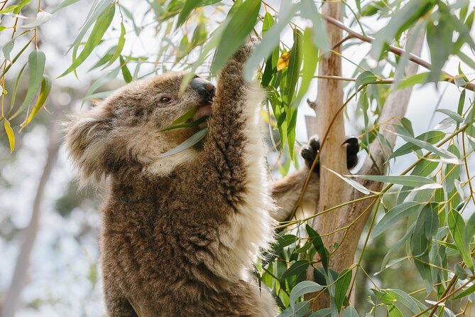 Phillip Island Day Trip from Melbourne with Penguin Plus Viewing Platform - What the guides add (and why small-group coaching matters)