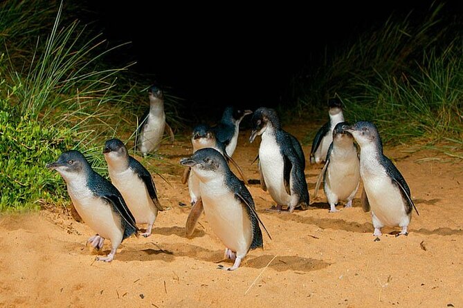 Phillip Island: Golden Hour Penguin Express Tour w/ Island Pickup - Cowes Before the Coast Gets Dark: A Quick, Useful Stretch (Plus Time to Reset)
