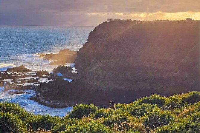 Phillip Island: Golden Hour Penguin Express Tour w/ Island Pickup - What the Tour Includes (and Why It’s Good Value at About $93)