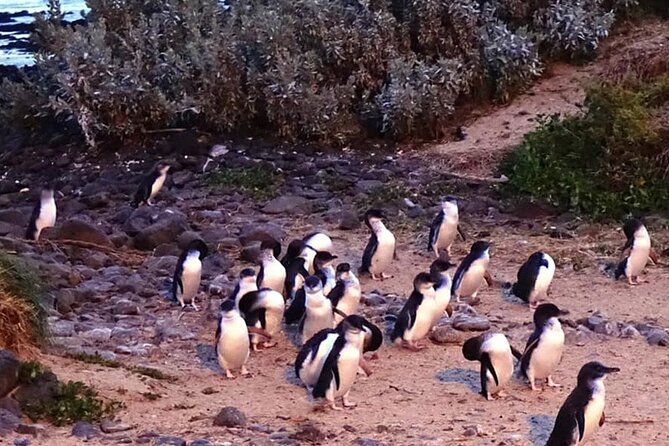Phillip Island: Golden Hour Penguin Express Tour w/ Island Pickup - Guides and the Human Factor: Why the Right Host Changes Everything