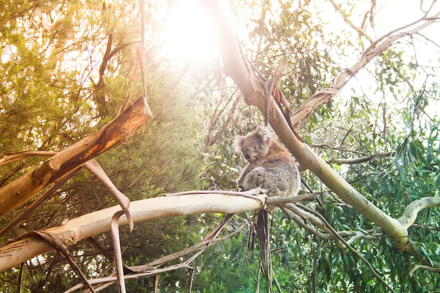 Phillip Island: Hike and Penguin Parade - 8 pax Small Tour - Should you book this Phillip Island tour?