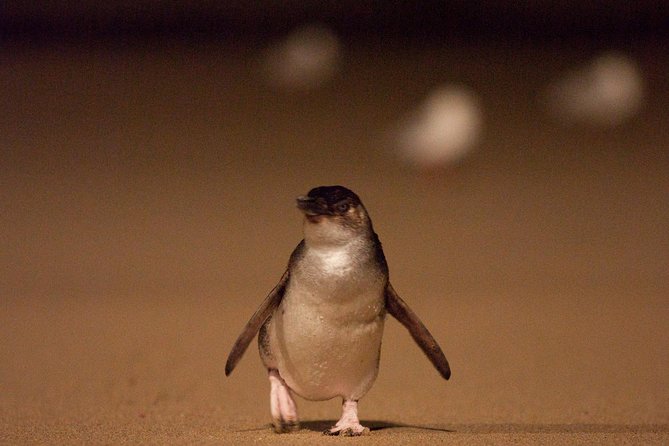 Phillip Island Medium Size Group Tour - From Southbank to Phillip Island Without the Car Drama