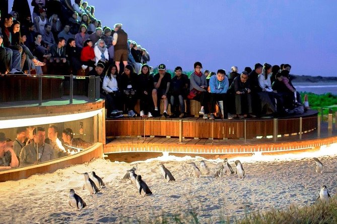 Phillip Island Medium Size Group Tour - Moonlit Sanctuary Wildlife Park: A Wildlife Start That Doesn’t Feel Like a Wait