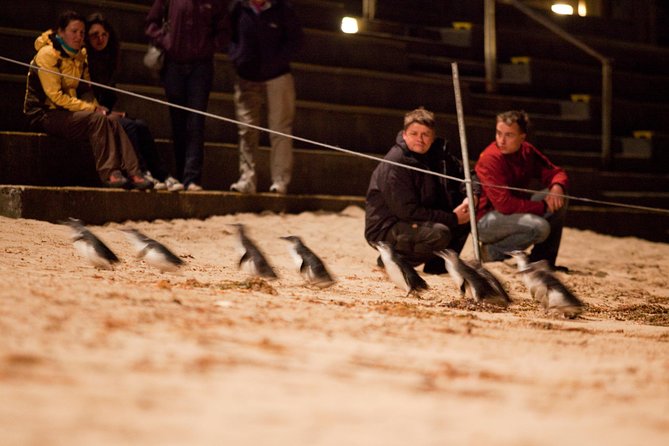 Phillip Island Medium Size Group Tour - Penguin Parade: How to Get the Best Views from Shore-Level Watching