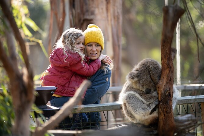 Phillip Island Penguin and Koala Highlights Day-Trip from Melbourne - The big draw: why Little Penguins are worth planning for