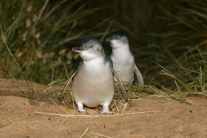 Phillip Island Penguin and Koala Highlights Day-Trip from Melbourne - Cowes break: a real town pause, not just a bathroom stop