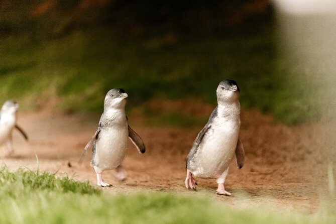 Phillip Island Penguin and Koala Highlights Day-Trip from Melbourne - Penguin Parade at Phillip Island: how to watch without getting frustrated