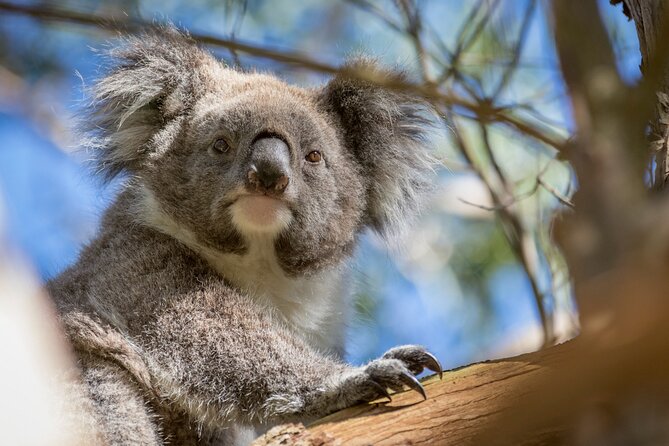 Phillip Island Penguin and Koala Highlights Day-Trip from Melbourne - Value check: what you’re really paying for at $125.52
