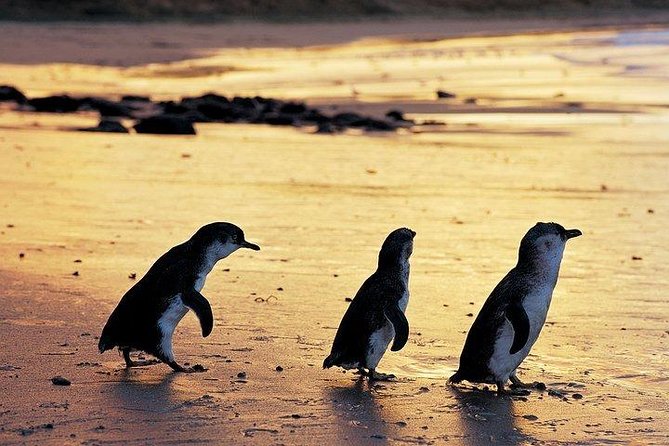 Phillip Island Penguin and wildlife Tour - Key points to know before you go