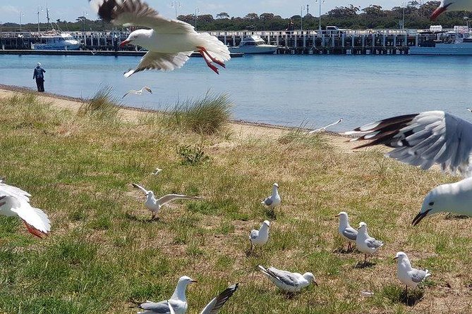 Phillip Island Penguin and wildlife Tour - The Nobbies Centre: rocky coastline and seals up close