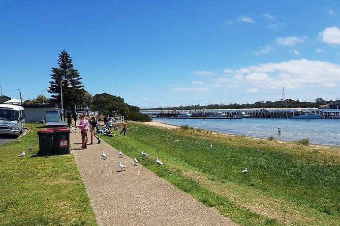 Phillip Island Penguin and wildlife Tour - Penguin Parade: the highlight, the weather, and the wait