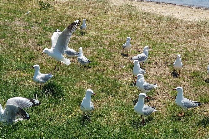 Phillip Island Penguin and wildlife Tour - Guide factor: when a sense of humor improves the whole day