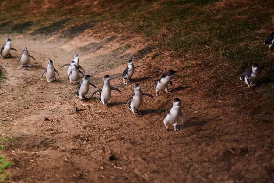 Phillip Island Penguin Direct Sunset Tour - From Her Majesty’s Theatre to Phillip Island: the direct-ride advantage