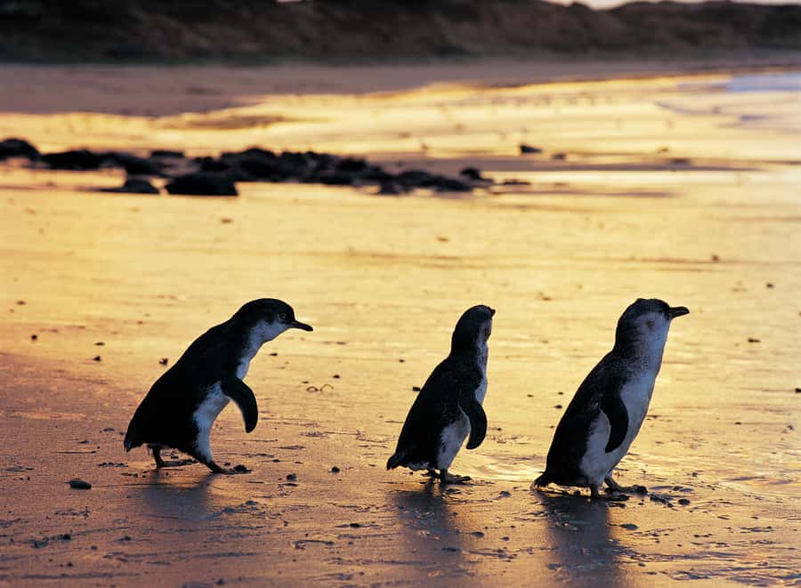 Phillip Island Penguin Direct Sunset Tour - Who this Phillip Island direct sunset tour fits best