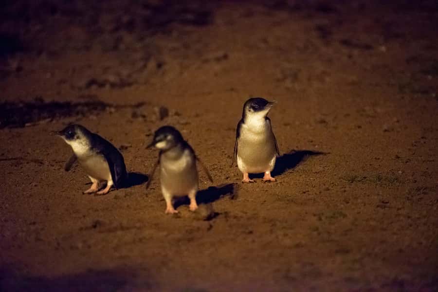 Phillip Island Penguin Direct Sunset Tour - FAQ