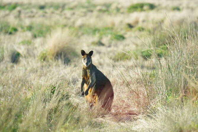 Phillip Island & Penguin Parade Afternoon Eco Tour from Melbourne - FAQ