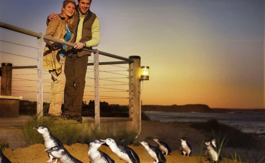 Phillip Island Penguin Parade Afternoon Tour from Melbourne - Penguin Parade at sunset: how the moment unfolds