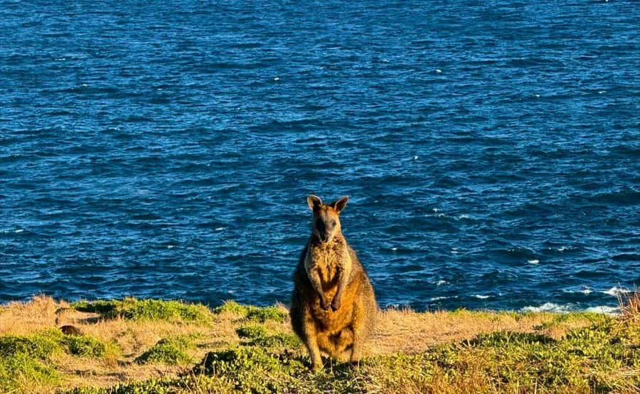 Phillip Island Penguin Parade Afternoon Tour from Melbourne - Price reality check: what $109 buys you