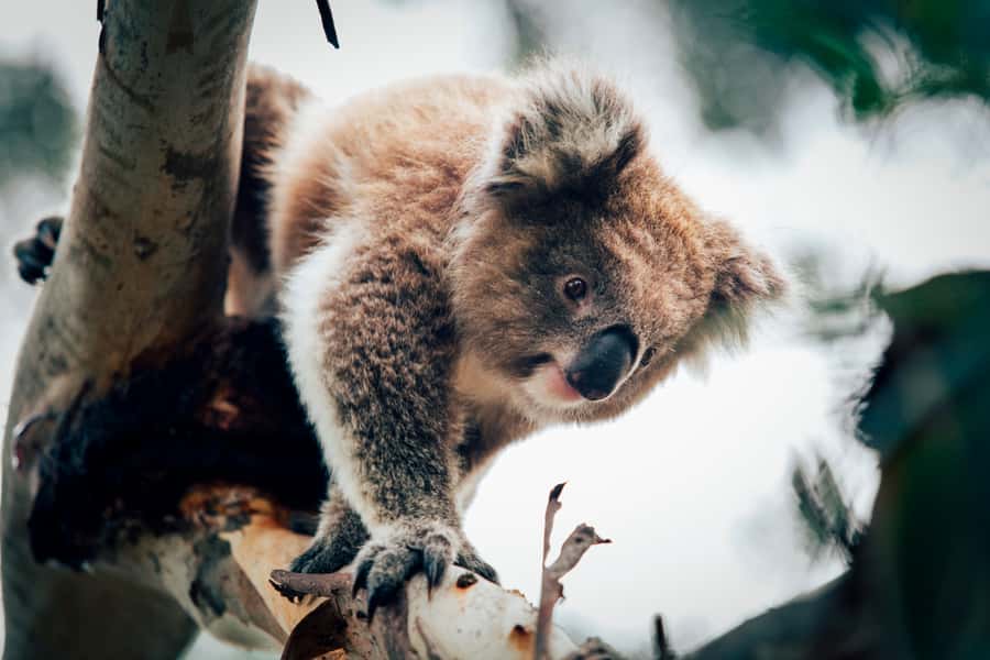 Phillip Island: Penguin Parade and Multi Attraction Pass - Key Things I’d Focus On Before You Go