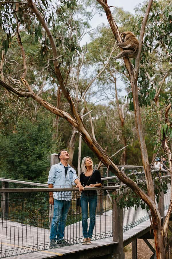 Phillip Island: Penguin Parade and Multi Attraction Pass - Building a Smart One-Day Plan (Without Feeling Rushed)