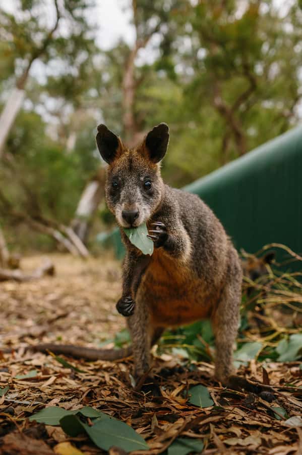 Phillip Island: Penguin Parade and Multi Attraction Pass - Practical Tips That Make This Experience Better