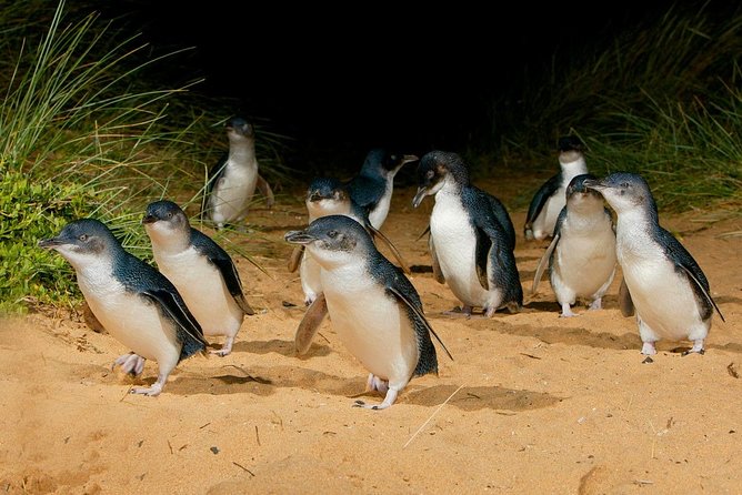 Phillip Island Penguin Parade Day Trip with Koalas from Melbourne - Penguin Parade at Summerland Beach: timing, viewing styles, and comfort