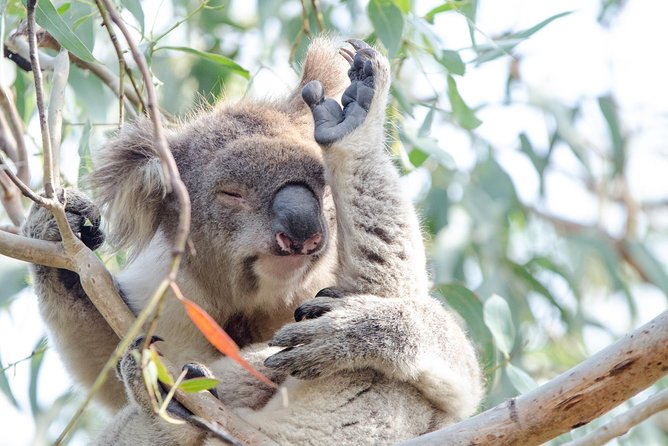 Phillip Island Penguin Parade Day Trip with Koalas from Melbourne - Is It Worth It vs. DIY?
