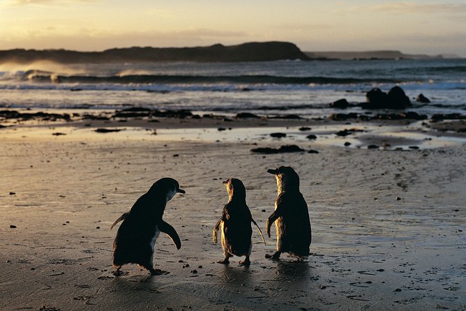 Phillip Island Penguin Parade Day Trip with Koalas from Melbourne - Cape Woolamai Beach: A scenic volcanic coastline break