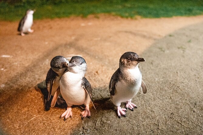 Phillip Island Penguin Parade Express Tour from Melbourne - Key things to know before you go