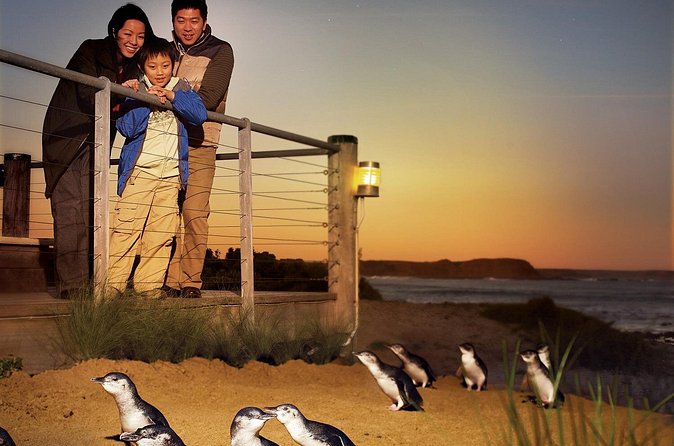 Phillip Island Penguin Parade Express Tour from Melbourne - First stop at the Nobbies: fur seals and dramatic ocean views