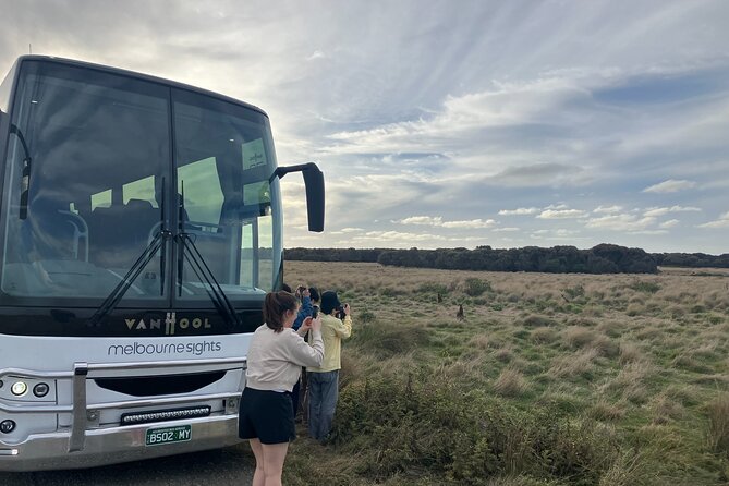 Phillip Island Penguin Parade Express Tour from Melbourne - The Penguin Parade at Phillip Island: where the night show actually happens