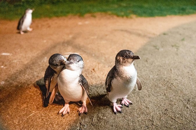 Phillip Island Penguin Parade Express Tour from Melbourne - Getting there and back: your long day is really two days