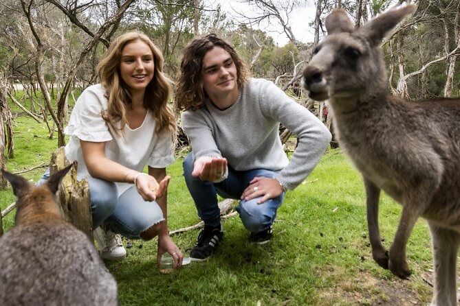 Phillip Island Penguin Parade, Wildlife and Beach Boxes Bus Tour - Who should book (and who might want a different plan)
