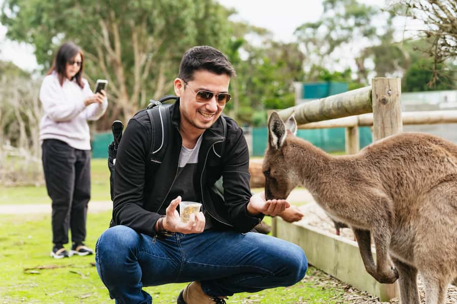Phillip Island Penguin Parade with Expert Local Guide - Key things that make this tour work