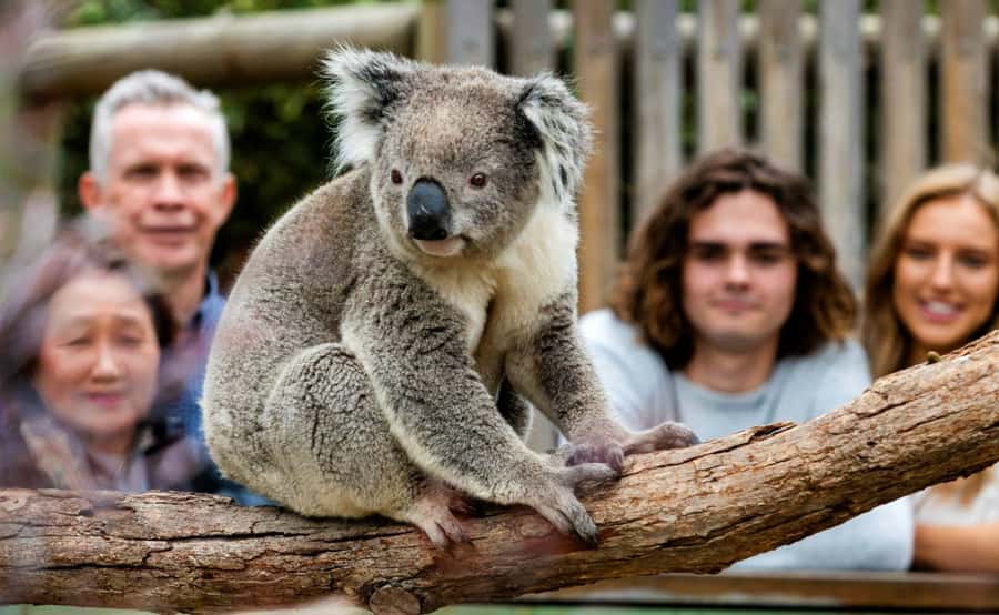 Phillip Island Penguin Parade with Expert Local Guide - How the Melbourne-to-Phillip Island day is paced