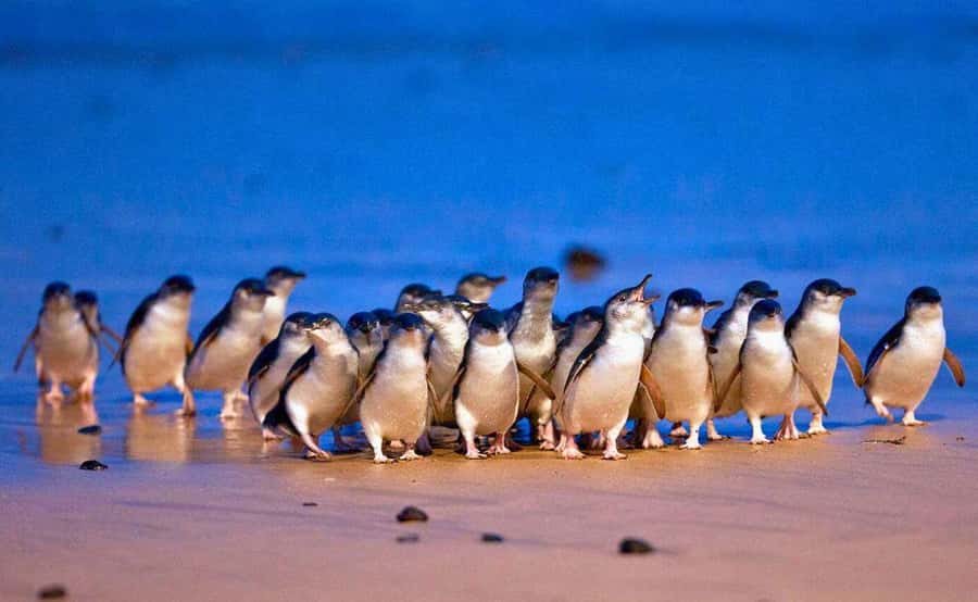 Phillip Island Penguin Parade with Expert Local Guide - Moonlit Sanctuary: koalas, kangaroos, wallabies, and the conservation story