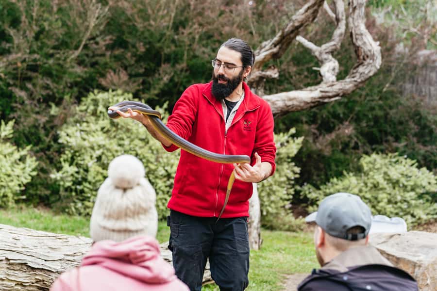 Phillip Island Penguin Parade with Expert Local Guide - The Nobbies boardwalk and Cape Woolamai views for real coastal drama